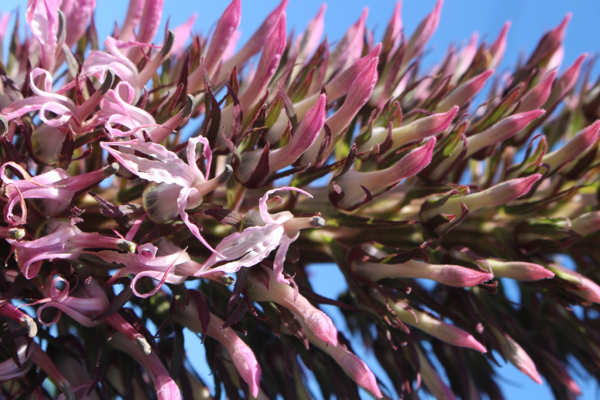 Lobelia leschenaultiana (C.Presl) Skottsb.